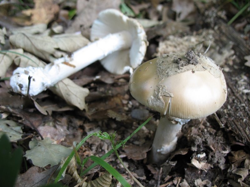 Amanita eliae II